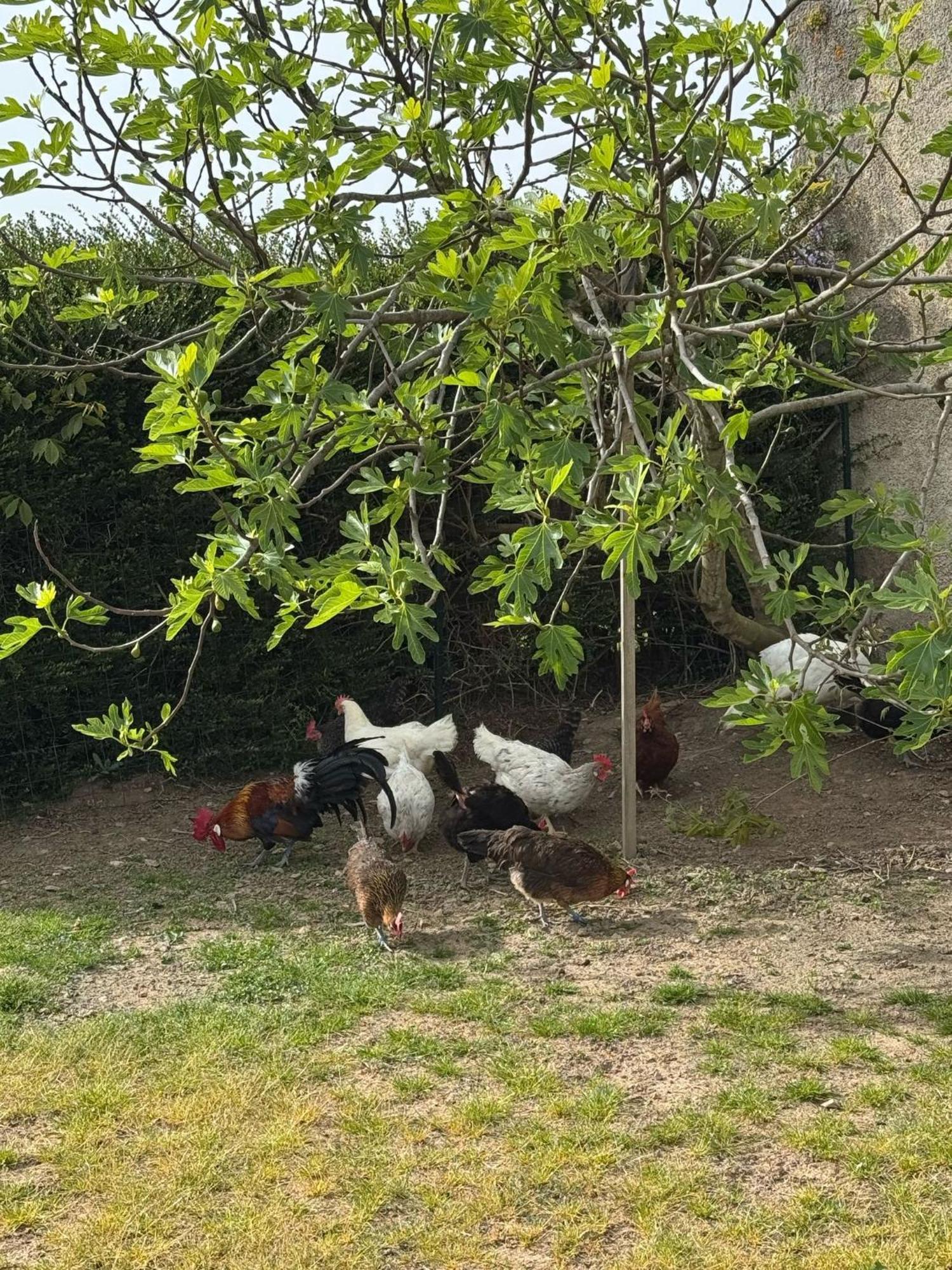 Gite A La Ferme Le Rousset Exteriér fotografie